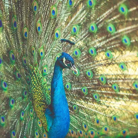 La Fragola De Bosch Gospodarstwo agroturystyczne Gambettola