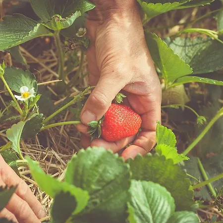 La Fragola De Bosch Gospodarstwo agroturystyczne