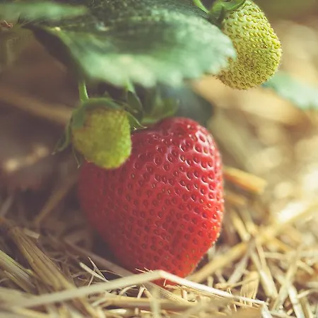 La Fragola De Bosch *