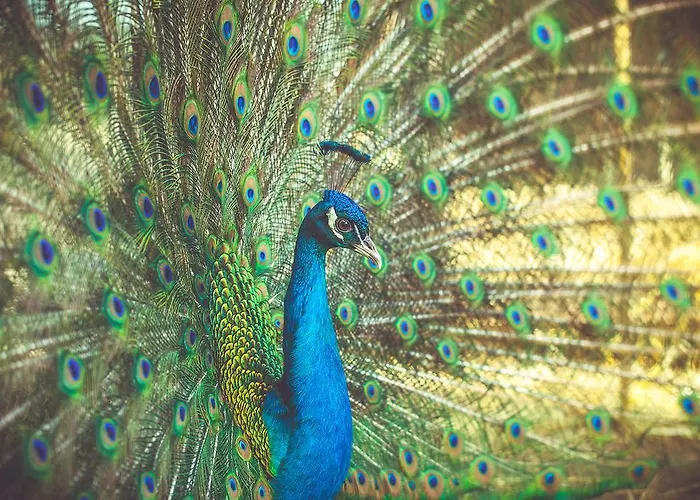 La Fragola De Bosch Alloggio per agriturismo Gambettola