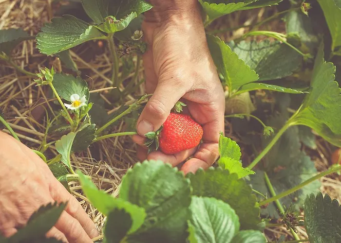 La Fragola De Bosch Agroturismo
