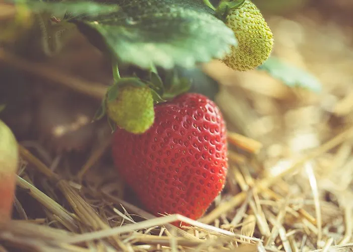 La Fragola De Bosch *